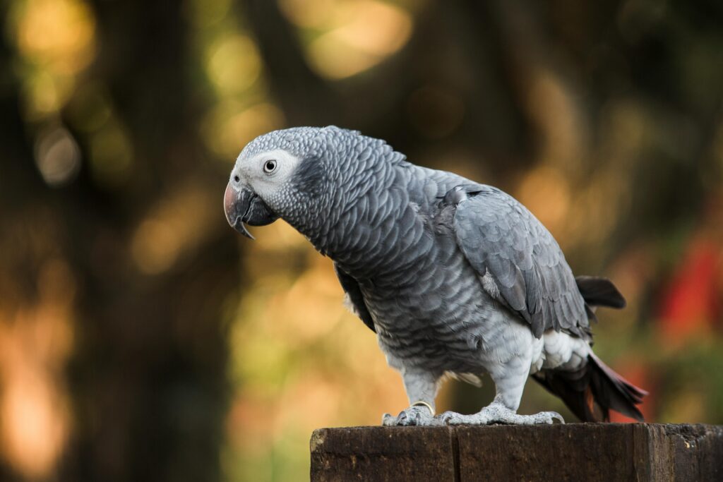 A detailed shot of an African grey parrot perched outdoors, showcasing its distinct plumage.